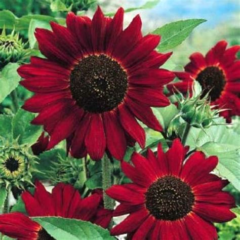 red sunflowers for sale